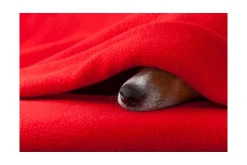 Anti-Pilling Fleece: Wijnrood